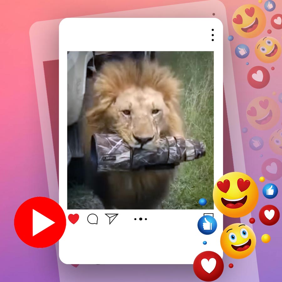 Video of lion walking with camera lens in Masai Mara goes viral dgtl