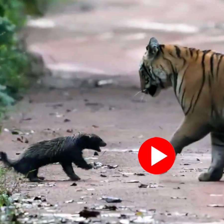 Video shows fight between Two tiger and Honey Badger