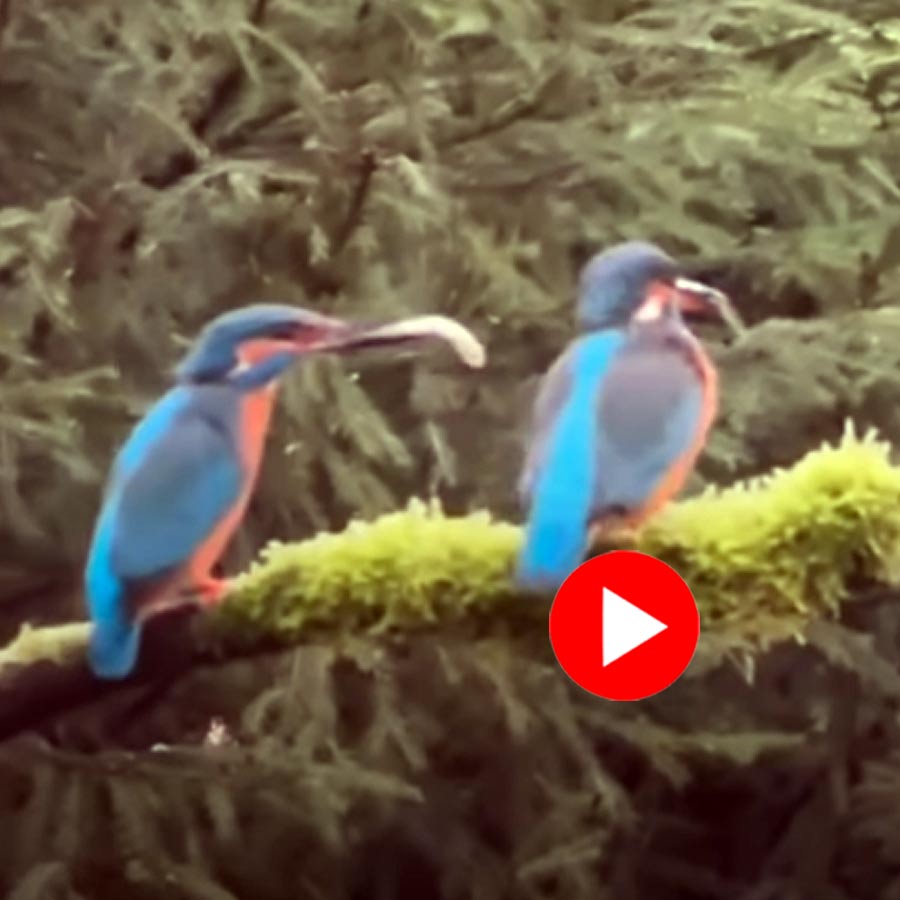 Video of male kingfisher convincing its partner with fish goes viral dgtl