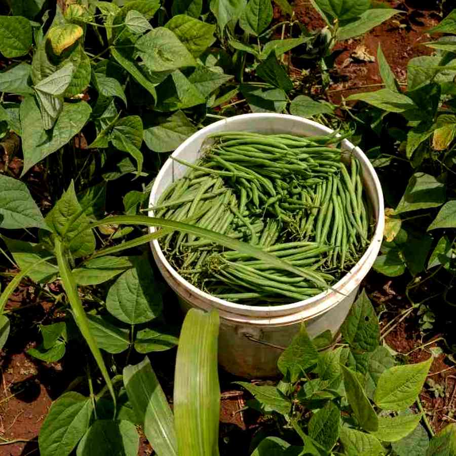 Winter gardening guide for bean farming dgtl
