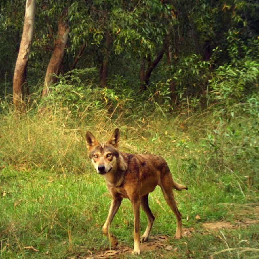 Will there be a separate sanctuary for wolves in West Bengal? Questions arise