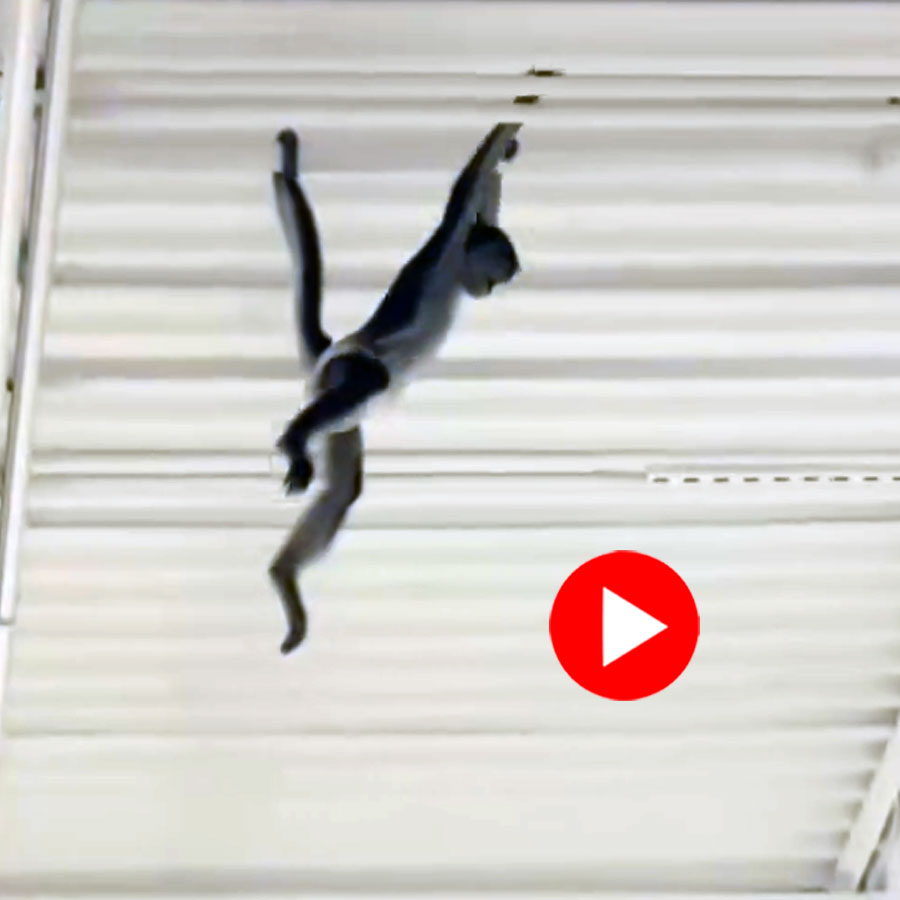 Video of monkey wearing diaper getting loose inside Texas store goes viral dgtl