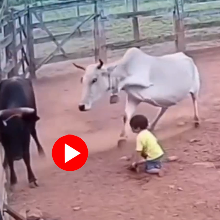Video of cow saving a kid from bull’s attack goes viral dgtl