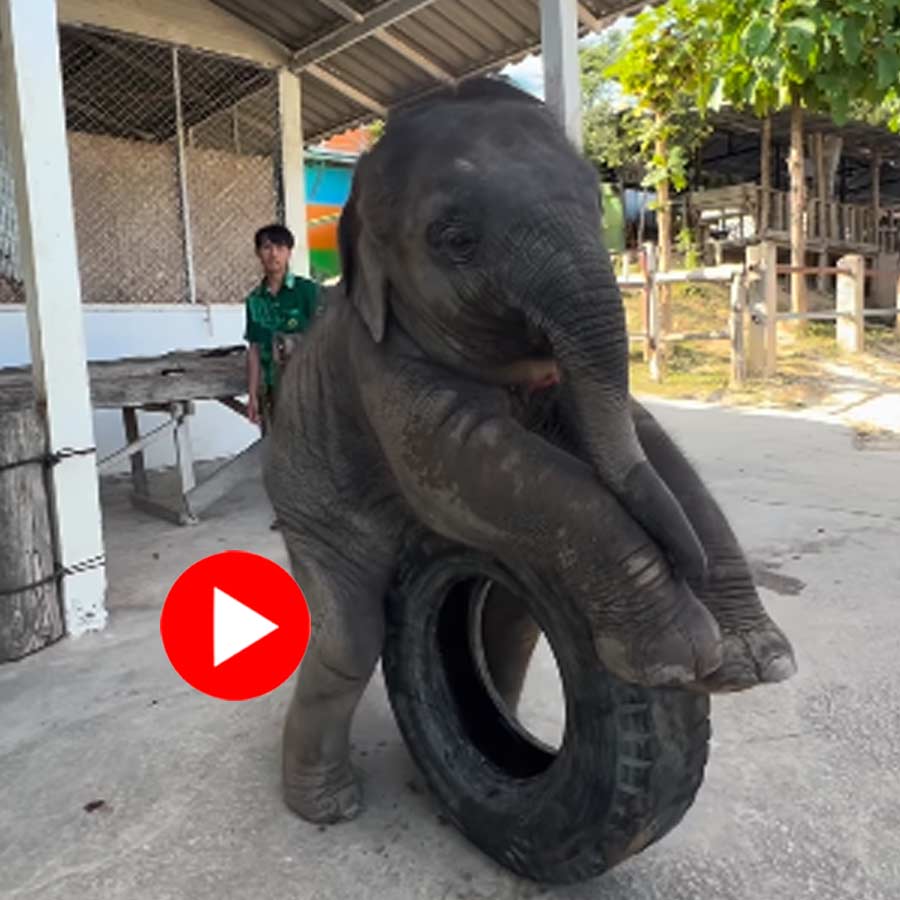 Video of baby elephant playing with tyre goes viral dgtl