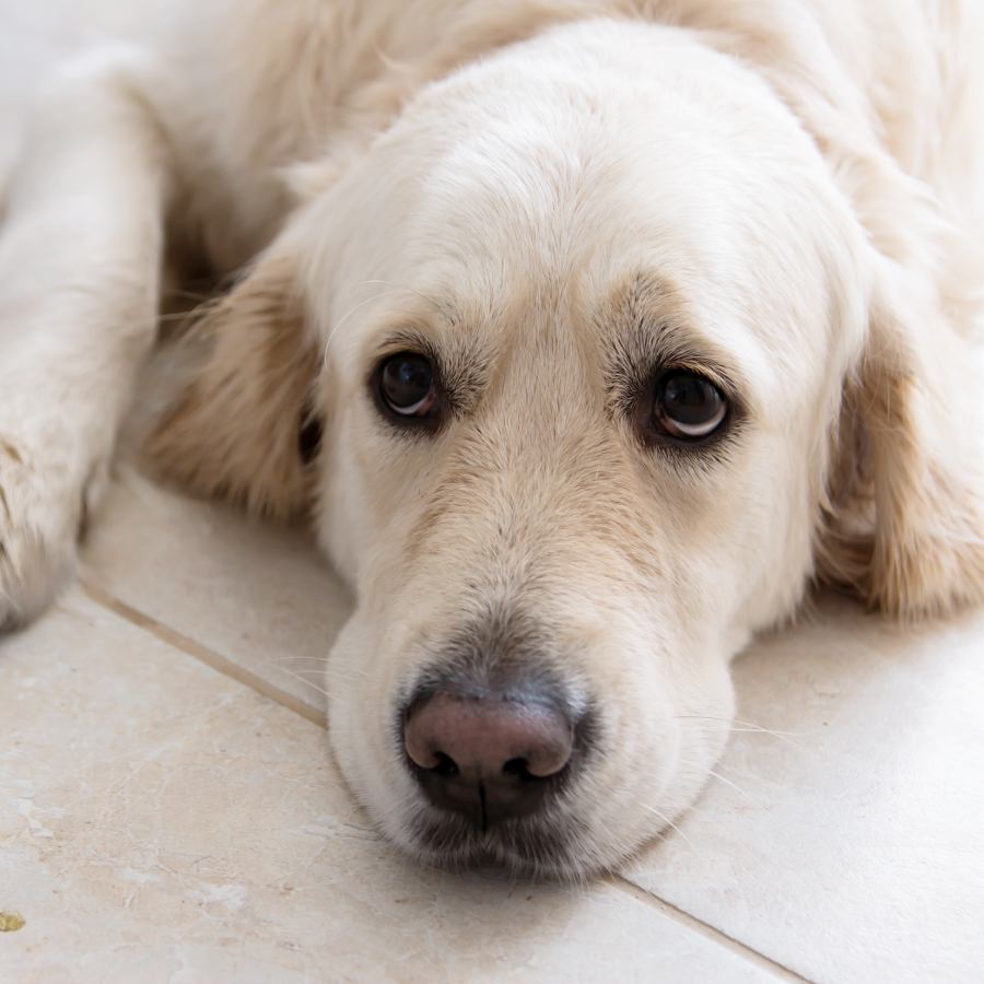 5 subtle signs that can help you identify if your pet dog is anxious
