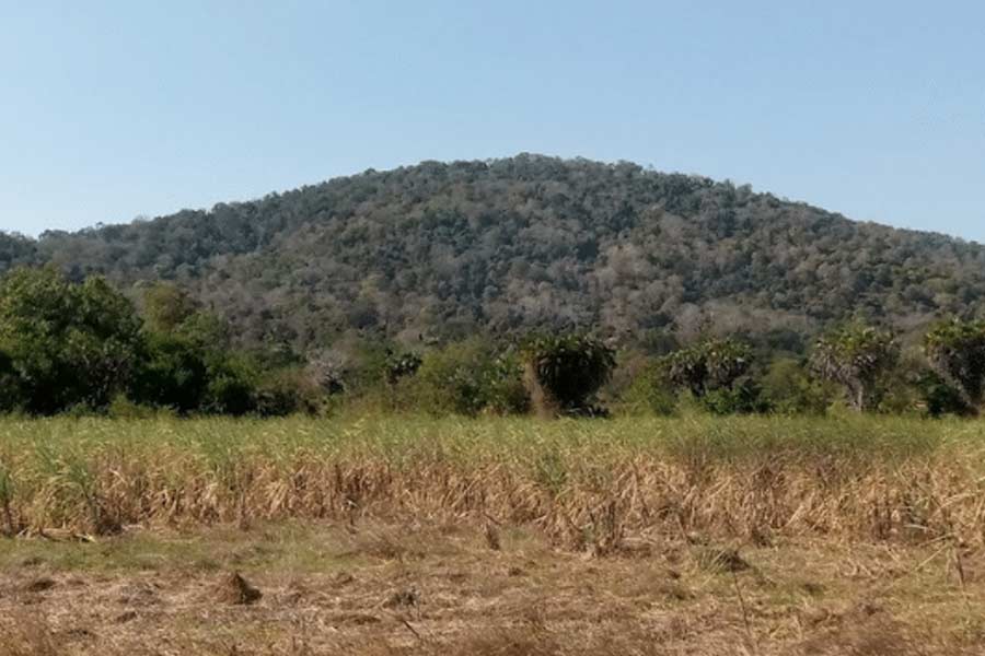 Why Kenya’s Mrima hill and forest suddenly becomes focal point of global interest