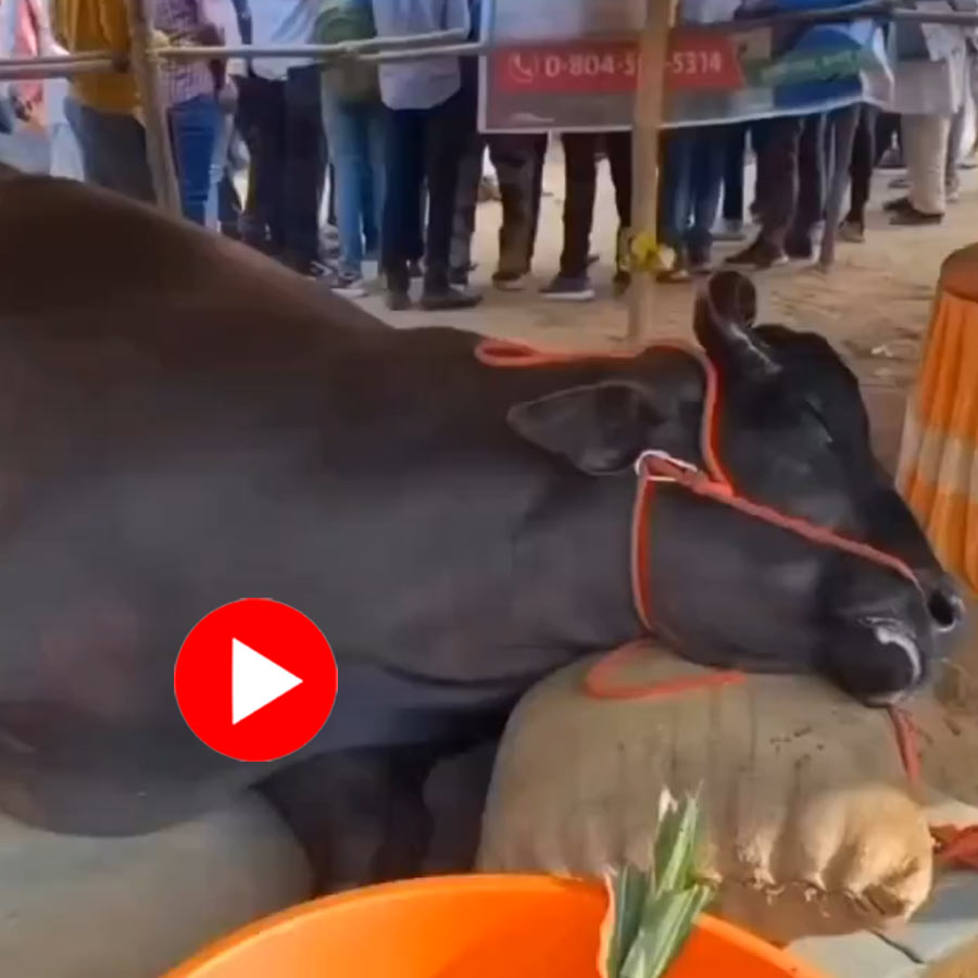 Videos claimed buffalo worth 23 Crore dies at Rajasthan’s Pushkar