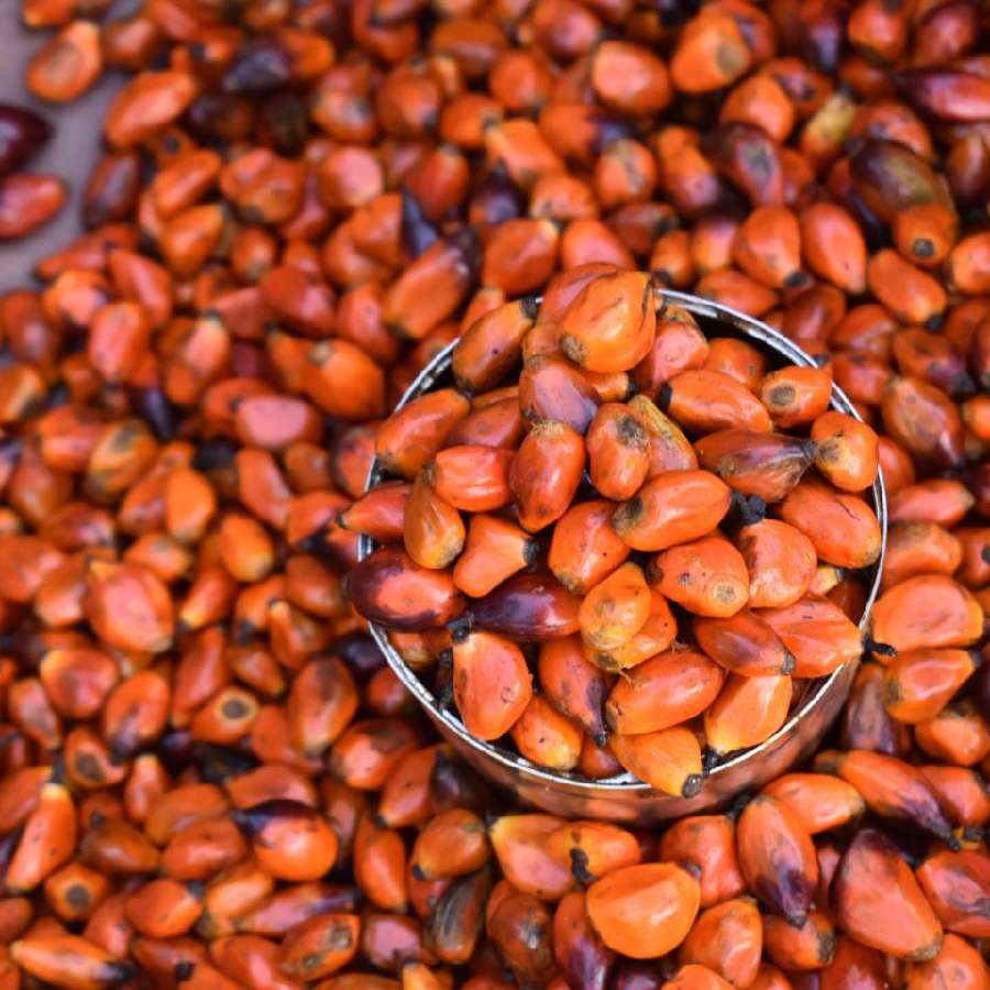 পুষ্টিগুণে ভরপুর ওজোন পাম গাছের বীজ।