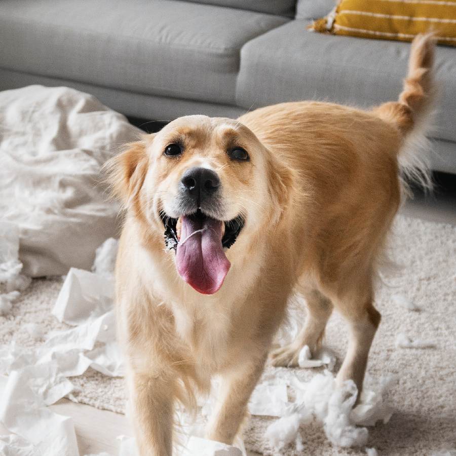 Dog is continuously barking, how to calm down your pet dgtl