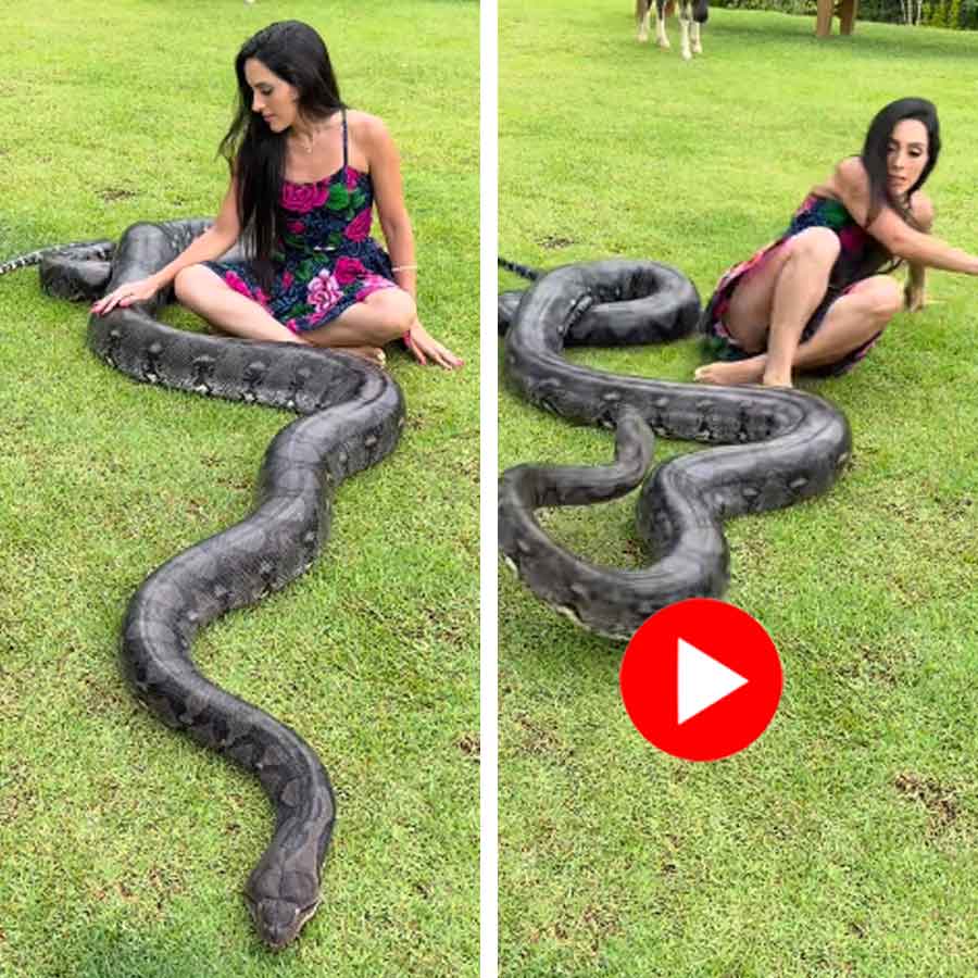 Video shows pet Boa snake attacks owner goes viral