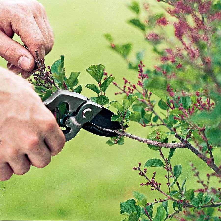 Why is pruning in the garden important before winter dgtl