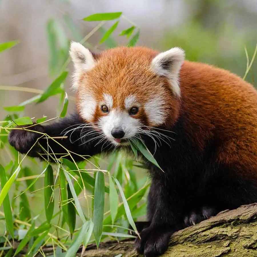 red panda