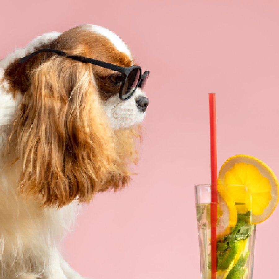 Dog friendly healthy and tasty drink making process dgtl