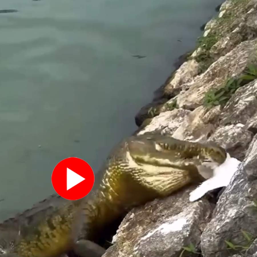 Video of crocodile snatching snake’s hunt goes viral dgtl