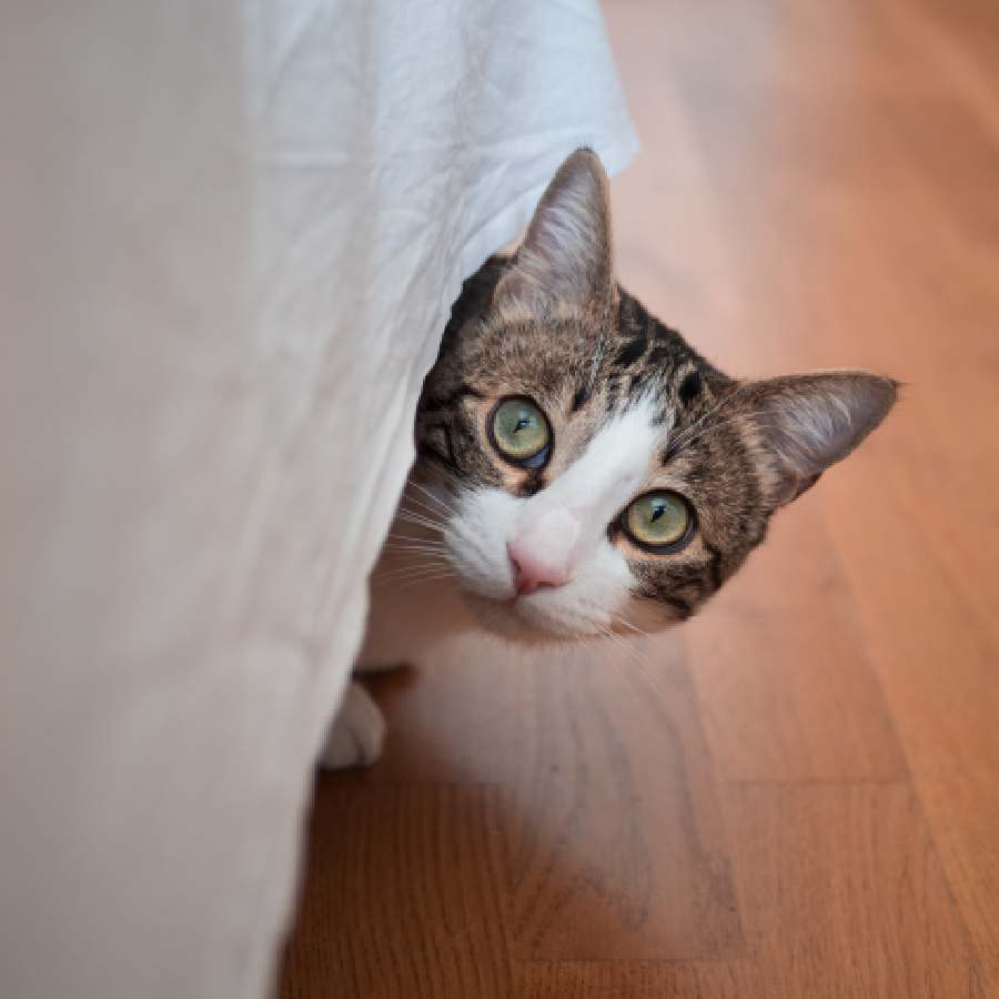 What is cat anxiety and how to deal with that dgtl