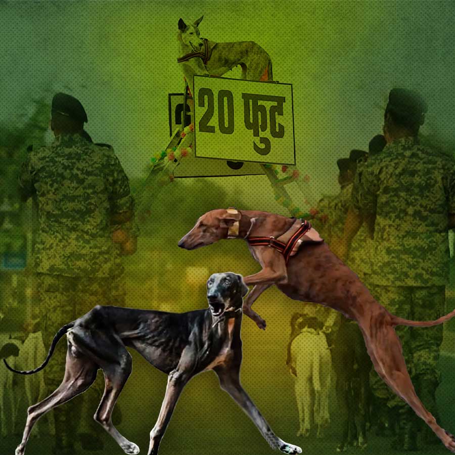 Mudhol Hound, Indian dog breeds joins security force, PM Modi praises dgtl