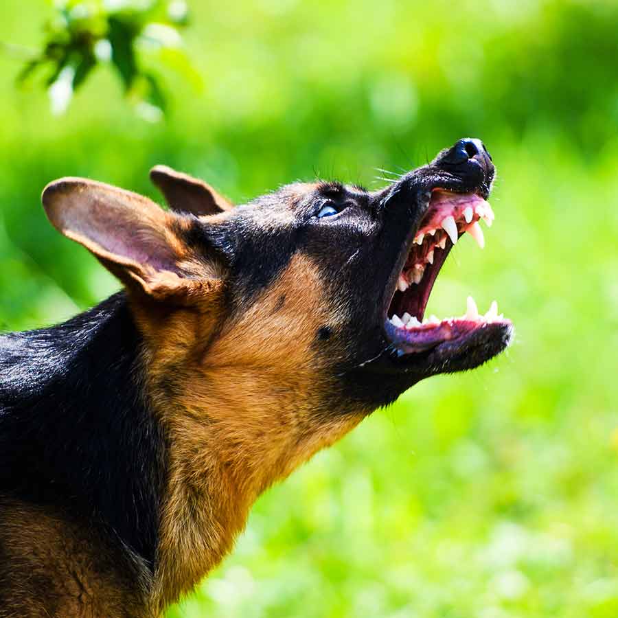 Follow these 5 helpful tips to change your pet dog’s barking habit and make them calm