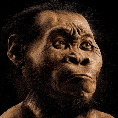 Scientists found human brains and flat faces evolved in exceptionally short time dgtl