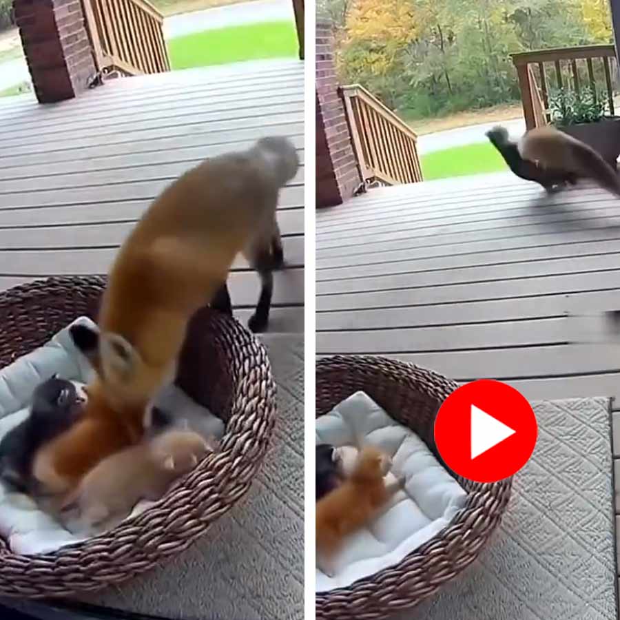 A video of fight between a mother cat and a fox went viral and raising questions about AI dgtl