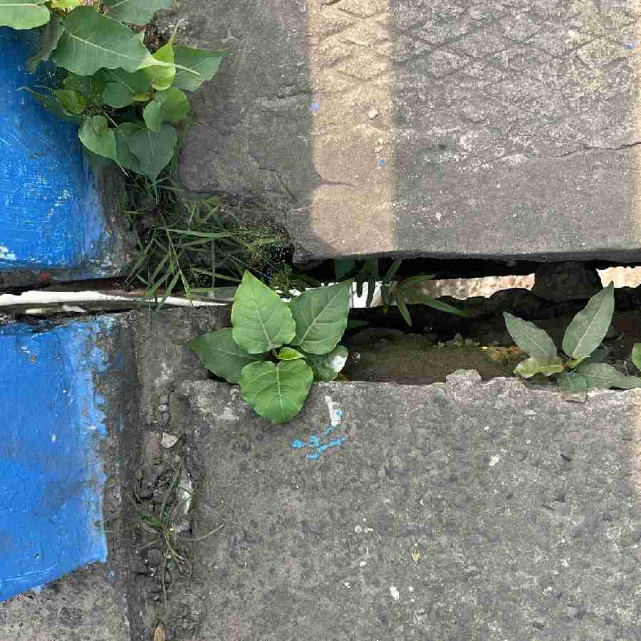 জীবনানন্দ সেতুতে রাস্তার মাঝের ফাঁক থেকে নীচের দৃশ্য দেখা যাচ্ছে।