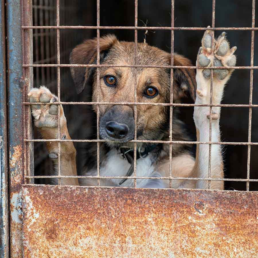 Elderly couple from Delhi files petition in Supreme Court against dog who bit several people in past few months dgtl