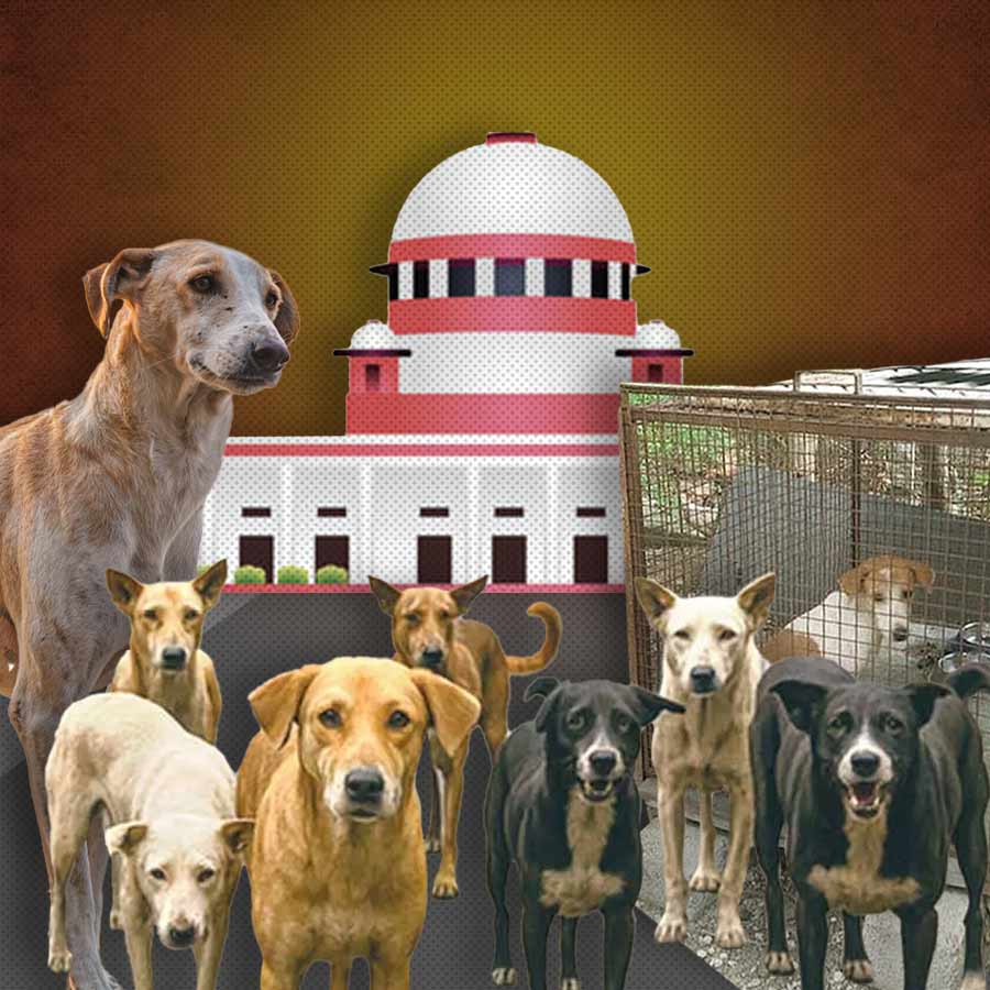 SC directs to Move stray dogs to designated shelters dgtl