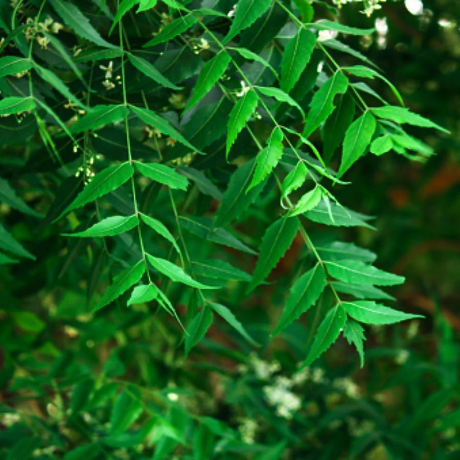 neem