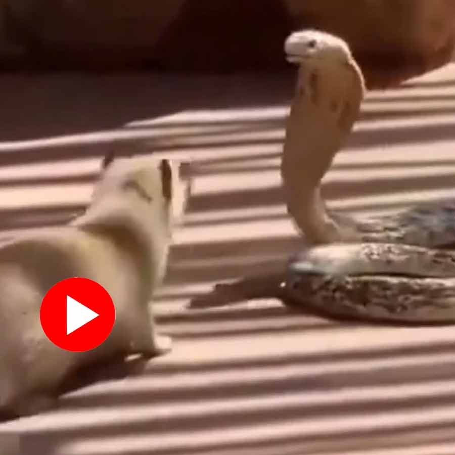 Video shows mongoose attacks and chases a cobra, what happened next
