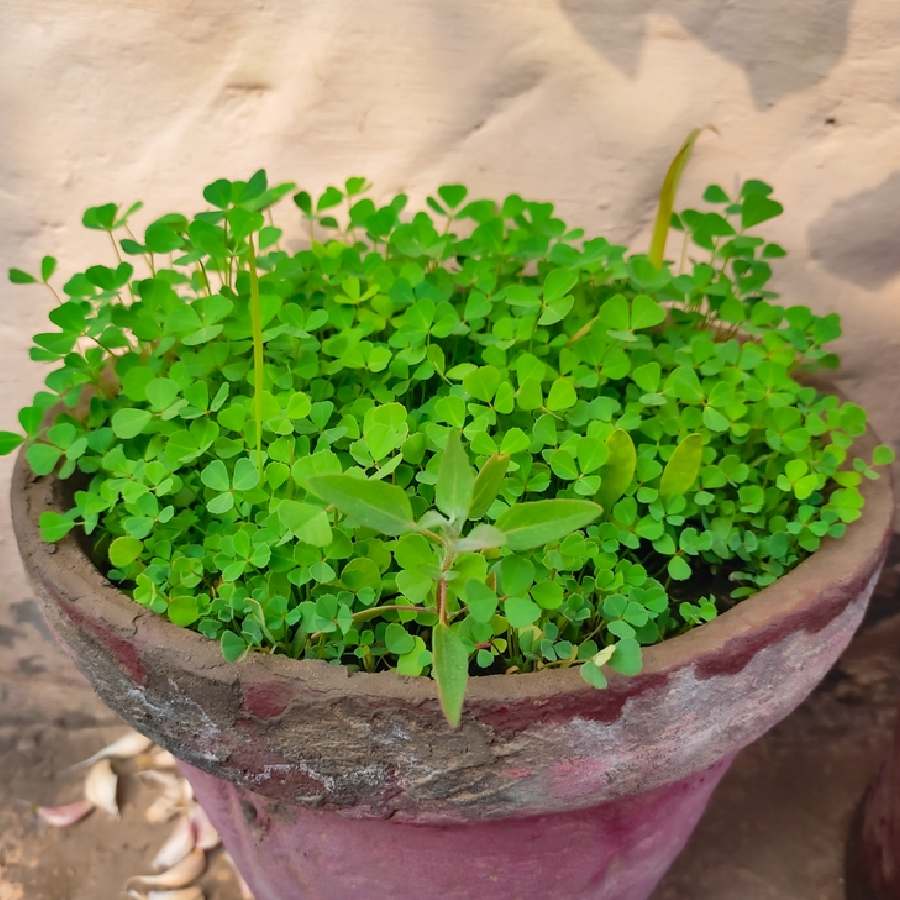 How to grow Meathi Leaves in our home garden dgtl