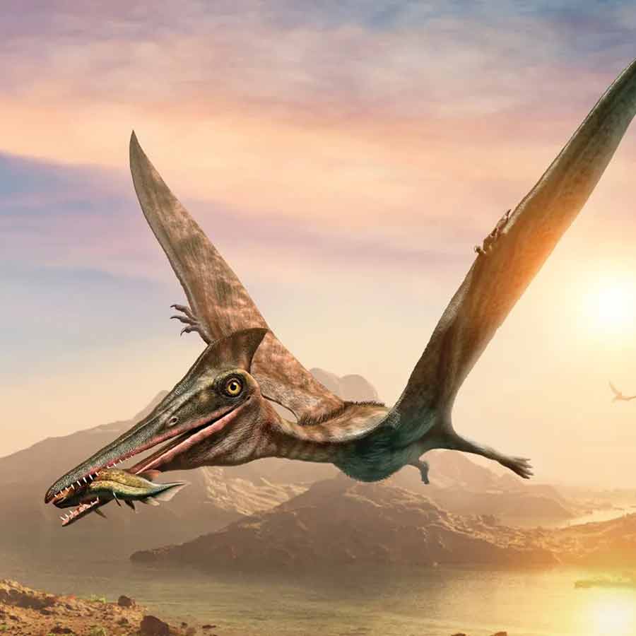 Flying reptiles of Mesozoic Era, Pterosaurs were also herbivores, claims new research dgtl