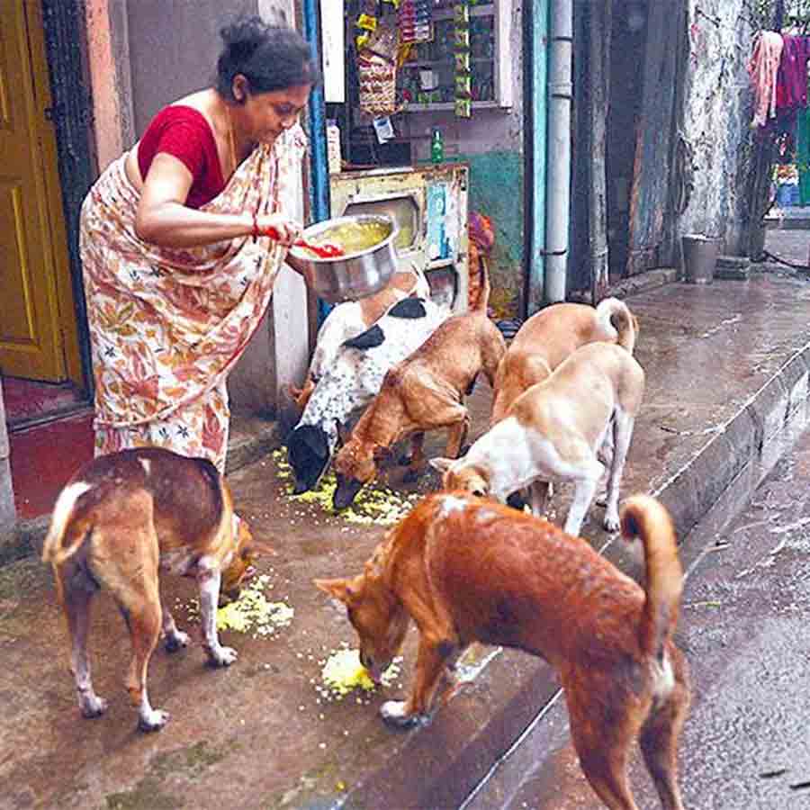 School authorities protest Supreme Court order on stray dogs