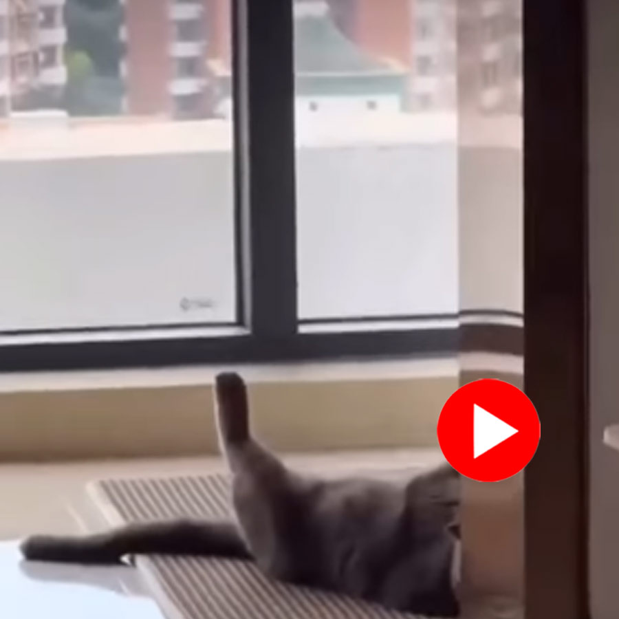Video of cat singing after meeting its female partner goes viral dgtl