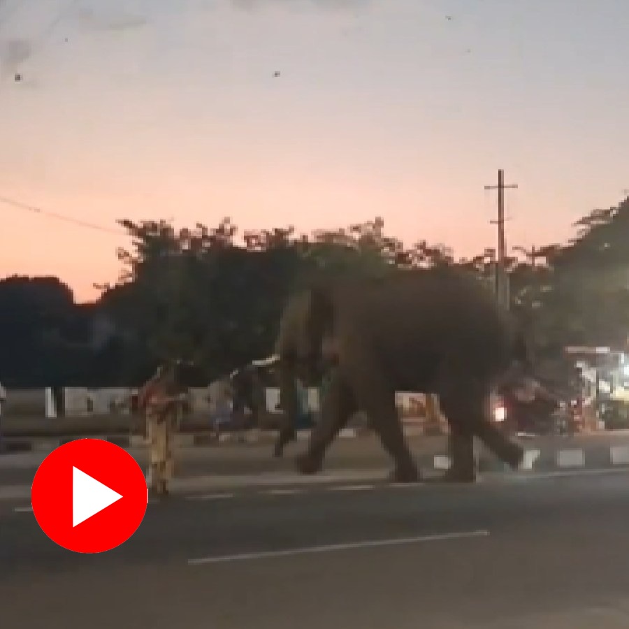 Elephant Running On Main Road In Gundlupet During Tiger Search Operation In Karnataka Goes Viral dgtl