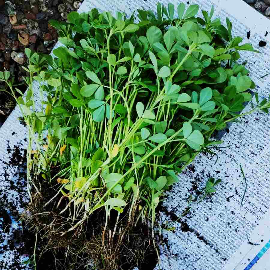 ছবি : সংগৃহীত।