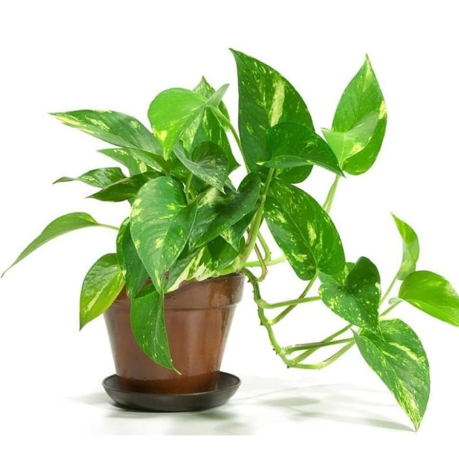 Simple Salt trick could transform your indoor money plant dgtl