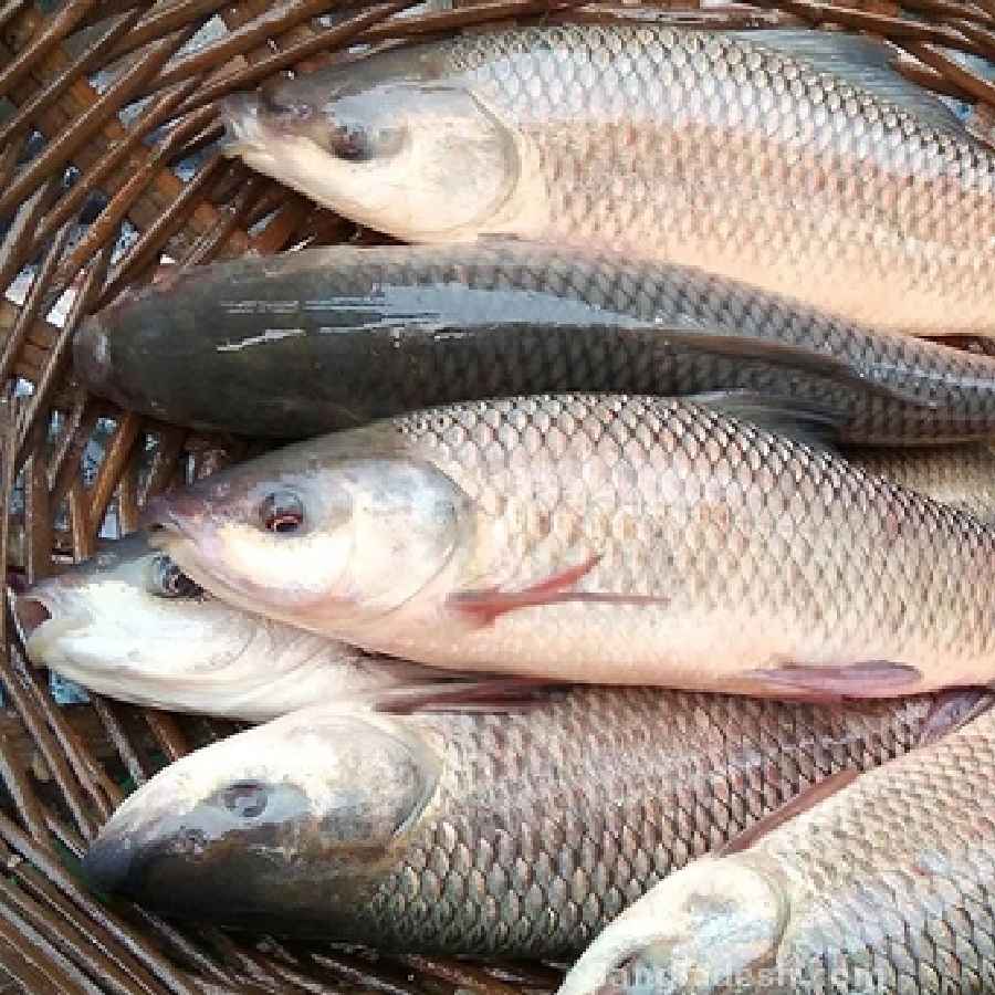 পরিচিত রুই মাছেও মেলে ওমেগা থ্রি ফ্যাটি অ্যাসিড।