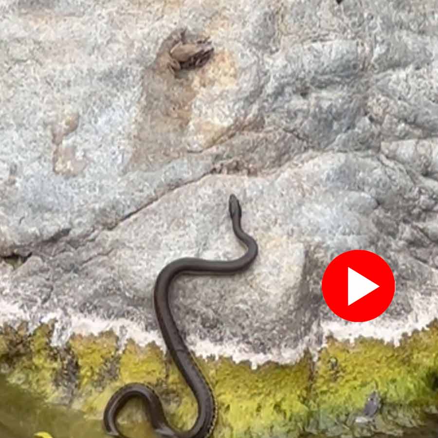 Video of frog escaping from snake’s attack goes viral dgtl
