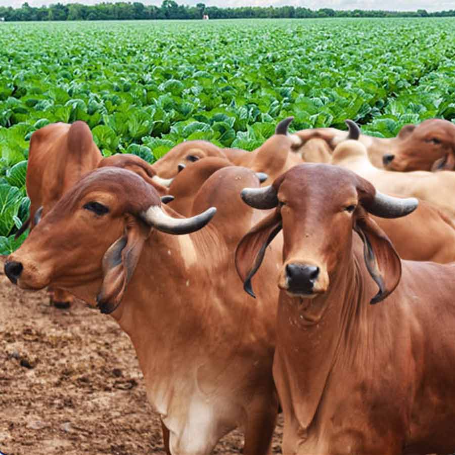 India lodged complaint in WTO against US on Copper tariff and proposed 8.70 crore dollar addition tax on American goods