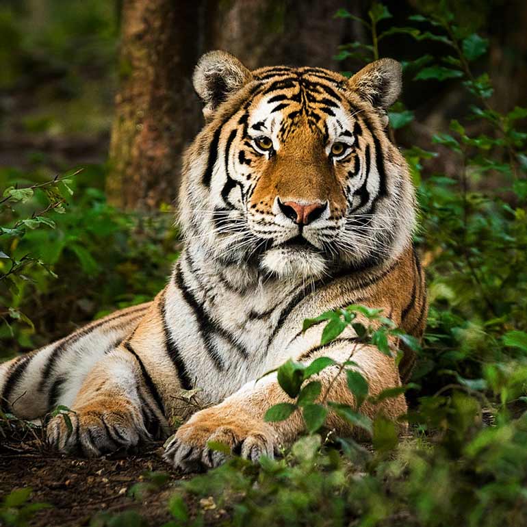 than 1,400 cameras installed in Sundarbans forests for tiger census