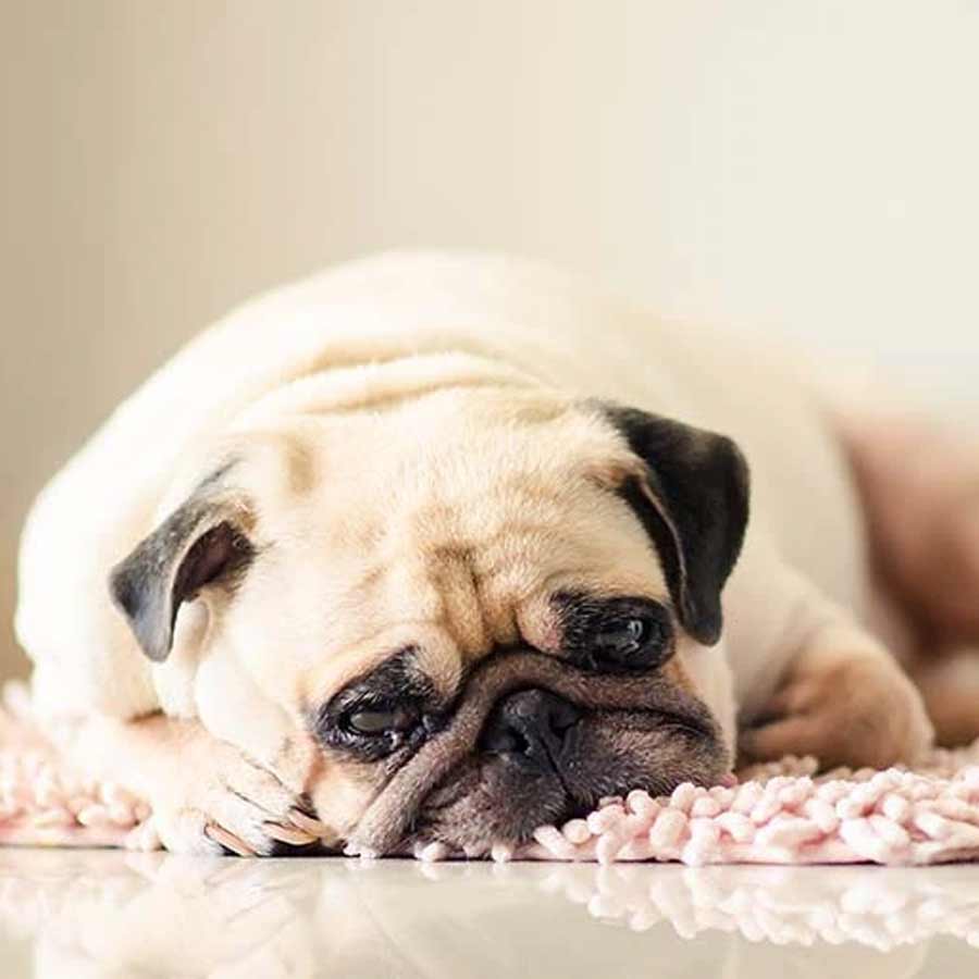 Here are 5 clear signs your pet may have a urinary tract infection