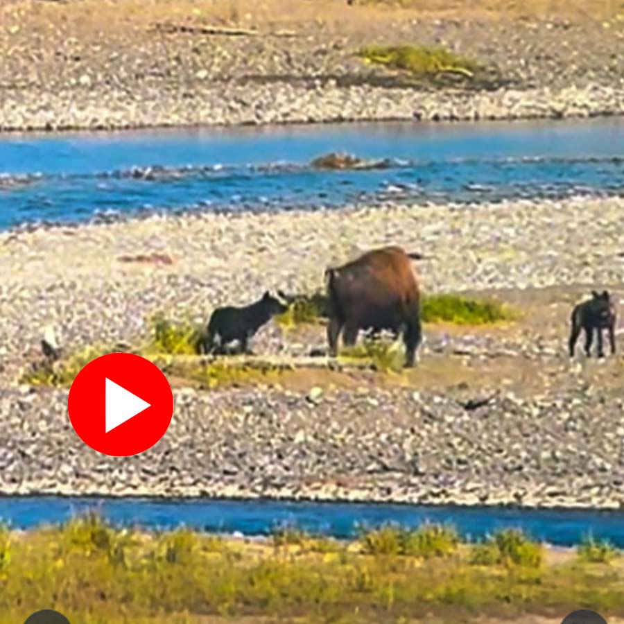 Video of wolf getting kicked by bison on its face goes viral dgtl