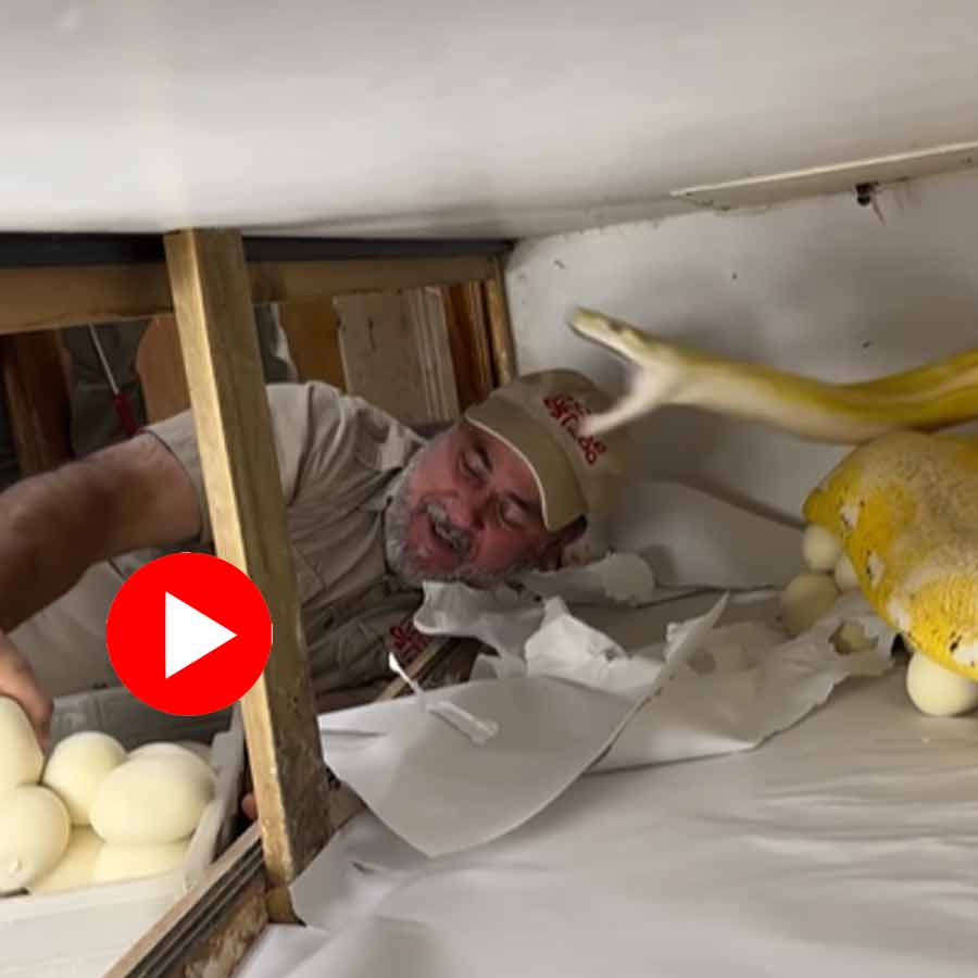 Video of female python attacking man for removing eggs goes viral dgtl
