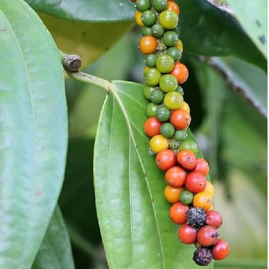 How to grow Black pepper in home garden, follow 7 tips dgtl