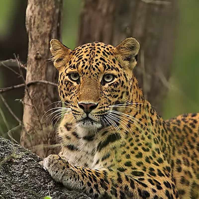 শৌচকর্ম করতে গিয়ে চিতাবাঘের হামলায় জখম শিলিগুড়ির যুবক।