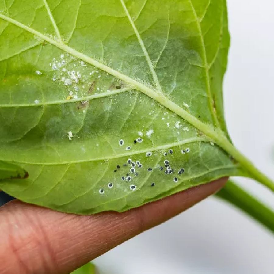 One Shampoo sachet can save your garden from mealy bug attack dgtl