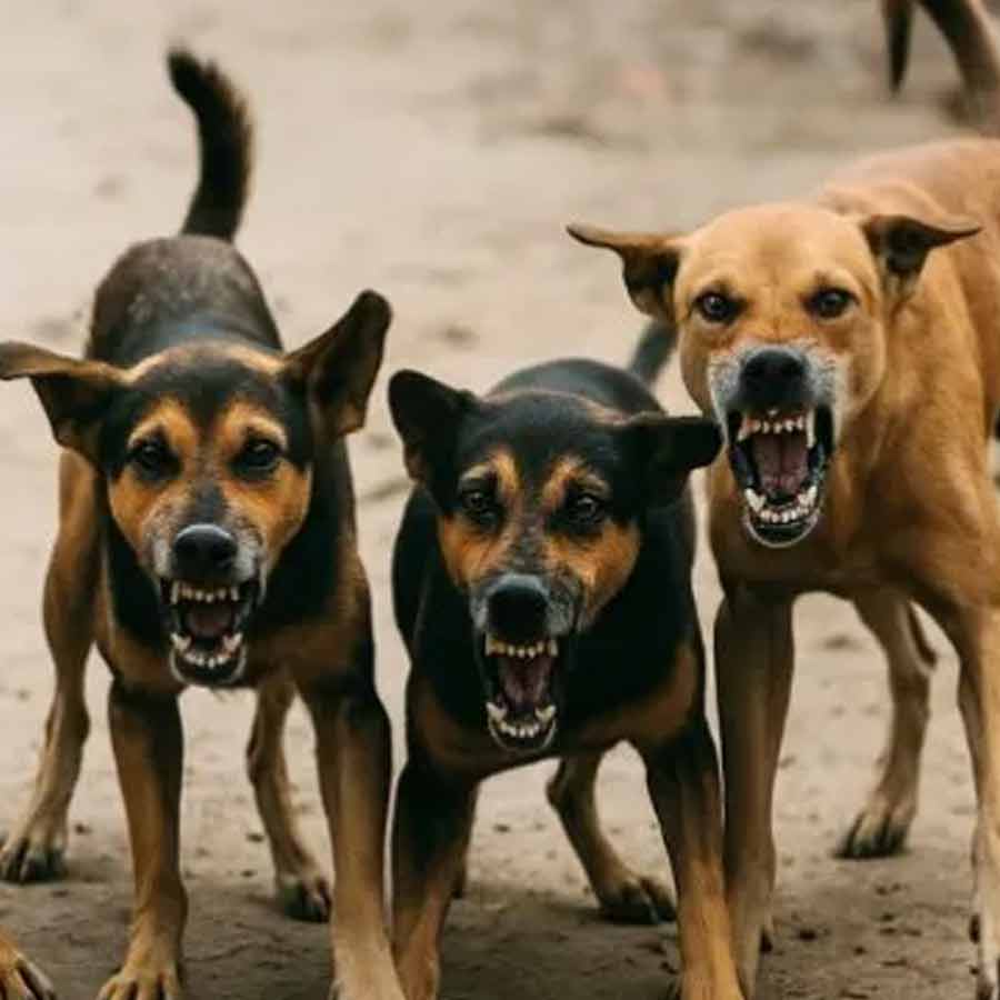 Several deer killed by stray dogs within a month at the newly opened Puthur Zoological Park, Kerala dgtl