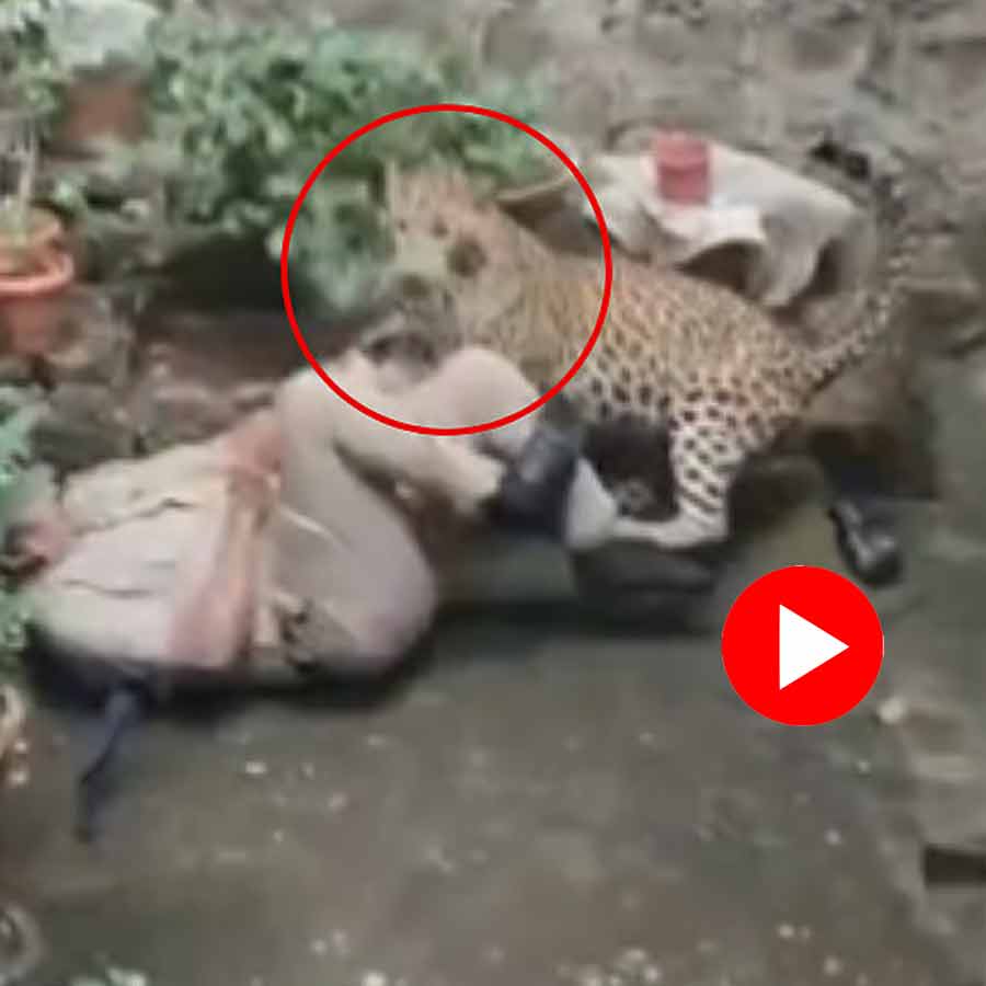 Video Of Police Officer Narrowly Escaping From Leopard Attack During Rescue Operation In Kolhapur Goes Viral dgtl
