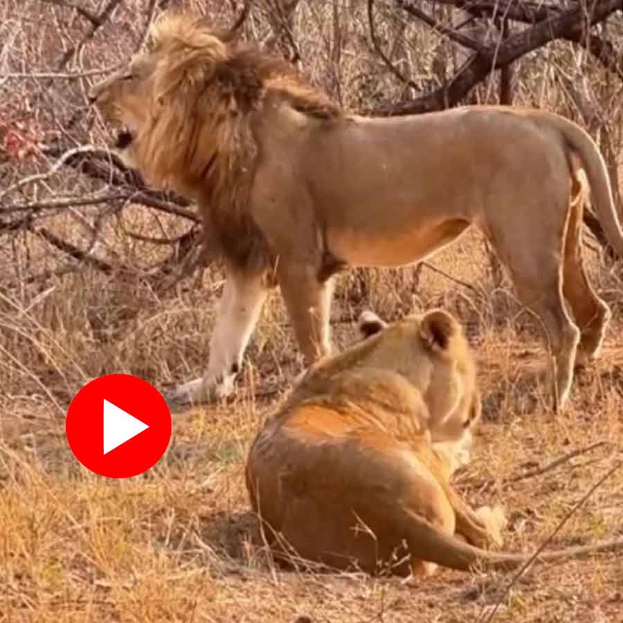 Video of lion wanted to surprise lioness mid nap goes viral dgtl