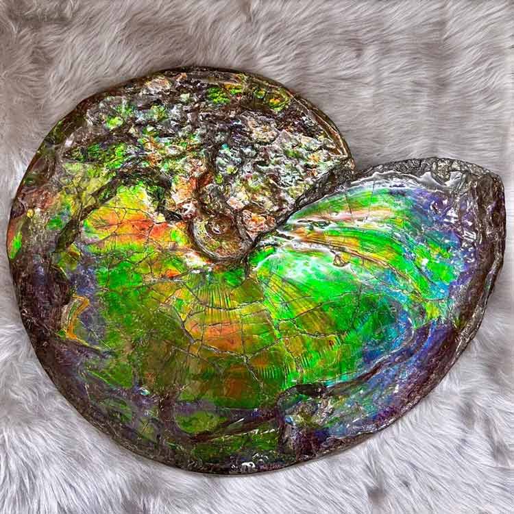 Scientists discover how Ammolites show vivid rainbow colours dgtl