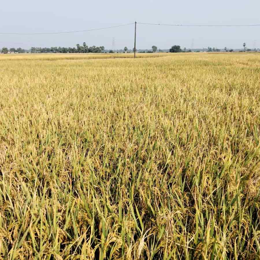 Problems arose in farming as laborers and farmers are busy with SIR works in West Bengal